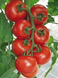 [04-000694] Tomates en grappes HAMLET - ca 20 s