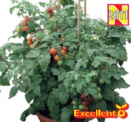 [04-000724] Tomates balcon BABY BOOMER F1 (SIDERNO F1) - ca 10 s