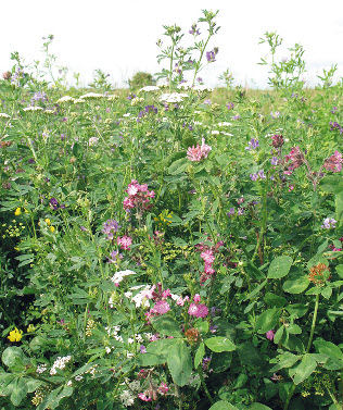 GRASZAADVRIJE POLLEN EN NECTAR MIX,12,5 kg,5000 m²,KWM2gf