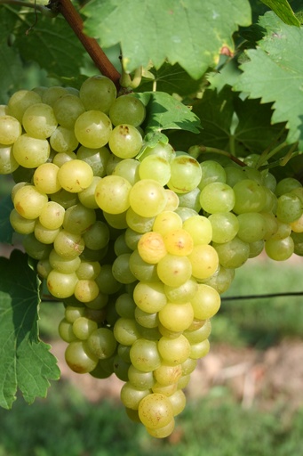 [08-005045] Druiven GELBER MUSKATELLER - 1 st