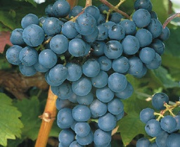 [08-005005] Druiven DORNFELDER - 1 st