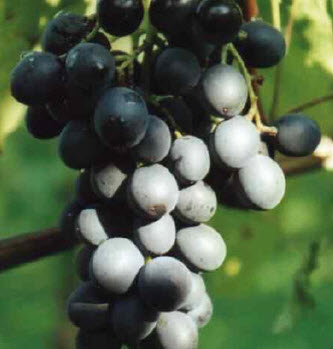 [08-005020] Raisins MUSCAT BLEU - 1 pc