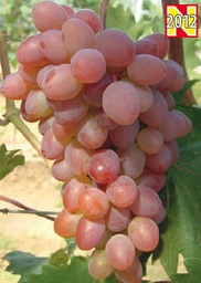 [08-005015] Druiven KATHARINA - 1 st