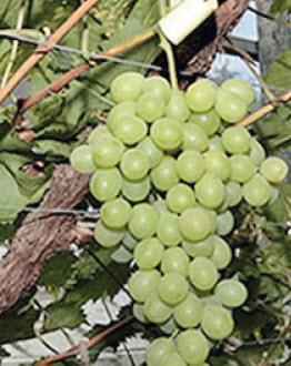 [08-005060] Raisins MUSCAT D'ALEXANDRIE - 1 pc