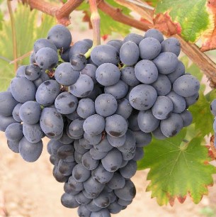 [08-005040] Raisins NERO - 1 pc