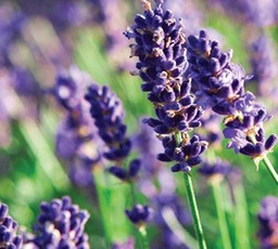 [06-001370] Lavendel LAVENDULA