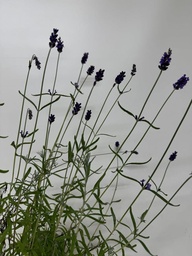 [06-001370] Lavendel LAVENDULA