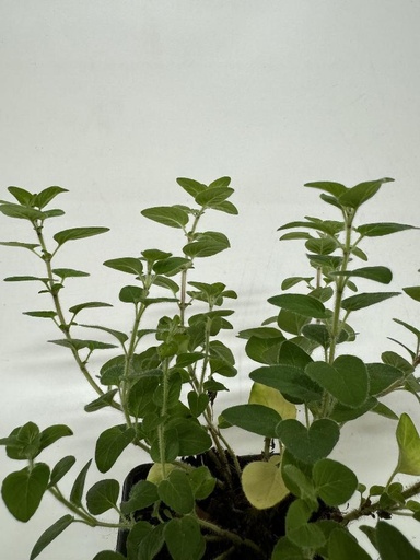 [06-001450] Wilde Marjolein - 1 st