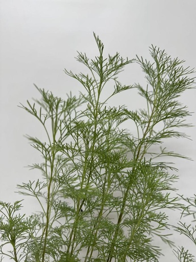 [06-001160] Citroenkruid ARTEMISIA ABROTANUM - 1 st