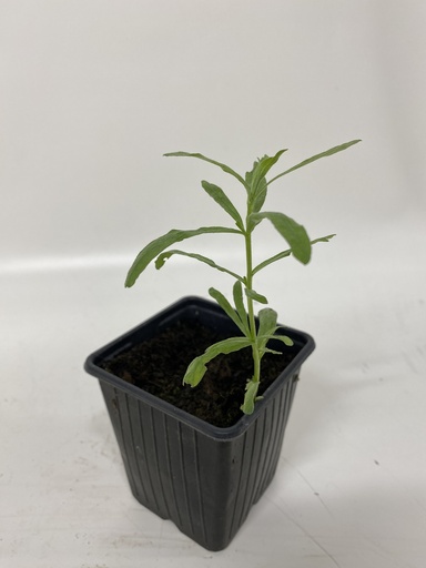 [06-001230] Dragon Franse ARTEMISIA DRACUNCULUS - 1 st