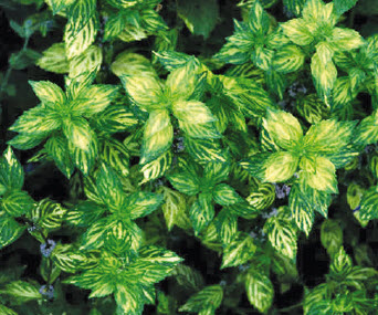 [06-001515] Sauge ou menthalis MENTHA GENTILIS VARIEGATA - 1 pc