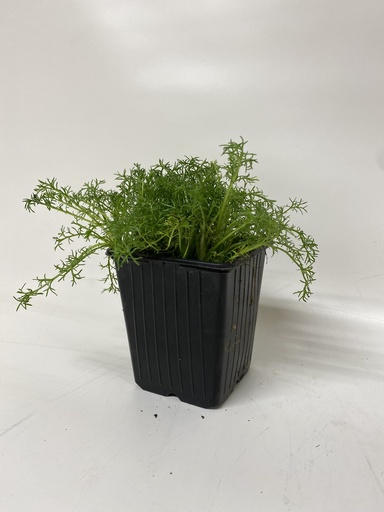 [06-001300] Kamille CHAMAEMELUM nobile LIGULOSA - 1 st