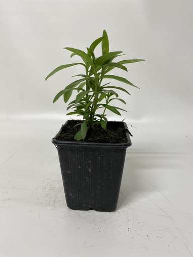 Estragon Mexicain TAGETES LUCIDA - 1 pc