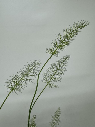 [06-002155] Fenouil VERT - 1 pc