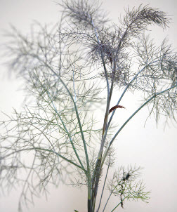 [06-002150] Venkel GIANT BRONZE - 1 st