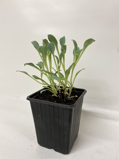 [06-001640] Feuille d'huitre MERTENSIA MARITIMA - 1 pc