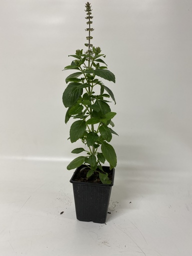 [06-001090] Basilicum MAGIC WHITE boutures - 1 pc