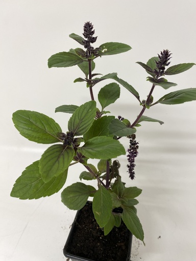 [06-001095] Basilicum MAGIC MOUNTAIN gestekt Bio - 1 st