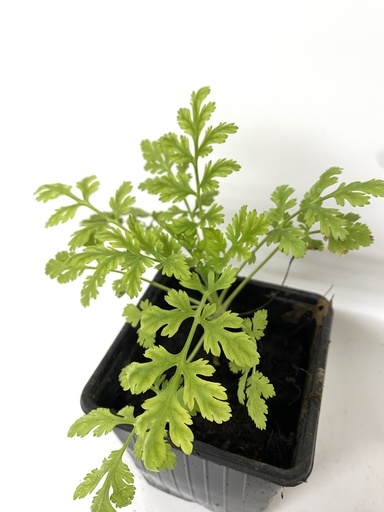 [06-001620] Grande camomille TANACETUM PARTHENIUM - 1 pc