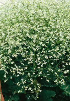 [06-001180] CRAMBE MARTIMA chou marin - 1 pc