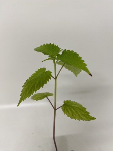 [06-001080] Boerenwormkruid TANACETUM BALSAMITA - 1 st