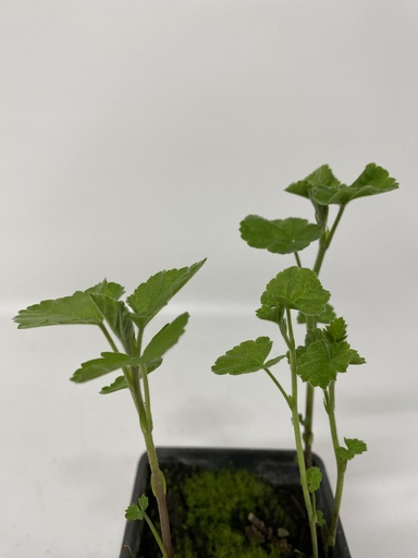 [06-001270] Althee ALTHEA OFFICINALIS - 1 pc