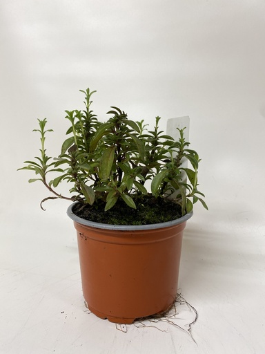 Bonenkruid doorlevend SATUREJA MONTANA - 1 st - 14 cm