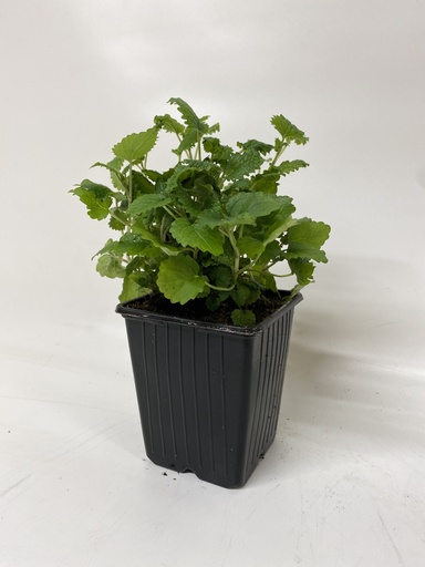 [06-001170] Melisse MELISSA OFFICINALIS - 1 pc