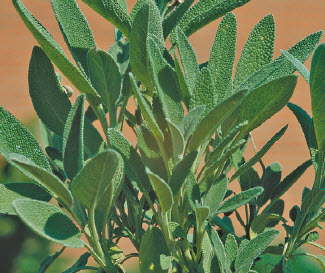 [06-001860] Tuinsalie SALVIA OFFICINALIS - 1 st