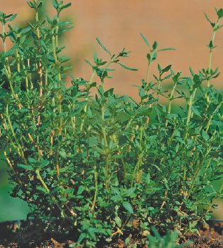 [06-002000] Thym THYMUS VULGARIS COMPACTUS - 1 pc