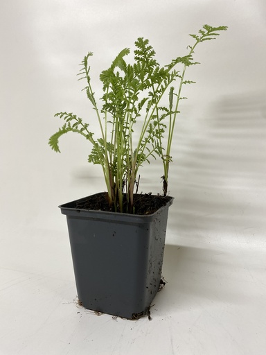 [06-001050] Absint ARTEMISIA ABSINTHIUM - 1 st