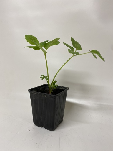 [06-001070] Angelica ARCHANGELICA - 1 st