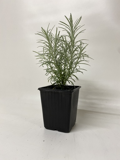 [06-001320] Kerrieplant HELICHRYSUM ITALICUM - 1 st
