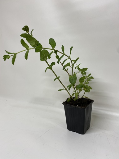 [06-001525] Kruizemunt MENTHA SPICATA CRISPA - 1 st
