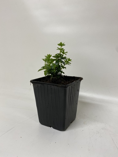 [06-001380] Lievevrouwebedstro ASPERULA ODORATUM - 1 st