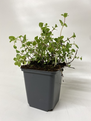 [06-001535] Pepermunt MENTHA NIGRICANS PIPERITA - 1 st