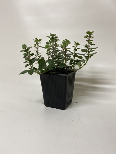 [06-001405] Marjolaine ORIGANUM HOT & SPICY - 1 pc