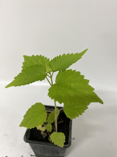 [06-001060] Dropplant of Agastache Foeniculum BLUE SPIKE - 1 st