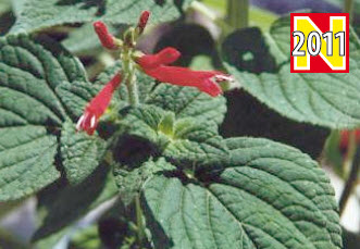 [06-001850] Ananassalie SALVIA OFFICINALIS RUTILANS PINEAPPLE - 1 st
