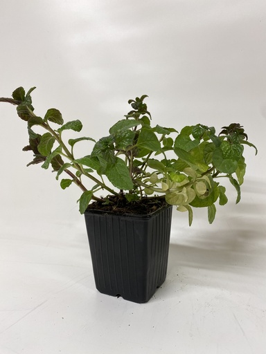 [06-001510] Mentha BERRIES & CREAM - 1 st