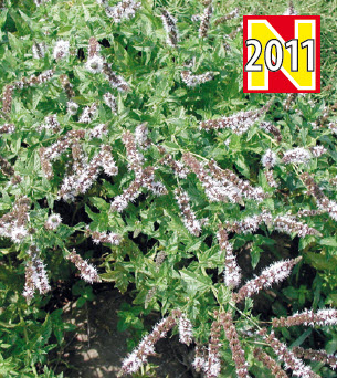 [06-001520] Groene munt MENTHA SPICATA - 1 st