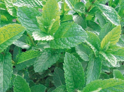 [06-001530] Marokkaanse munt MENTHA SPICATA MOROCCAN - 1 st