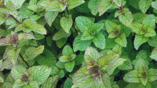 [06-001505] Mentha BERGAMOTMUNT - 1 st