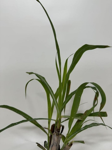 [06-001150] Herbes-citron CYMBOPOGON CITRATUS - 1 pc