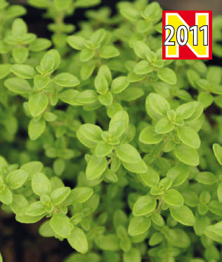 [06-002010] Tijm THYMUS CITRADUS - 1 st