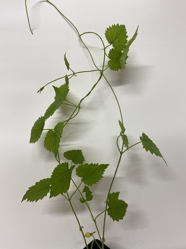 [06-001280] Houblon HUMULUS LUPULUS - 1 pc