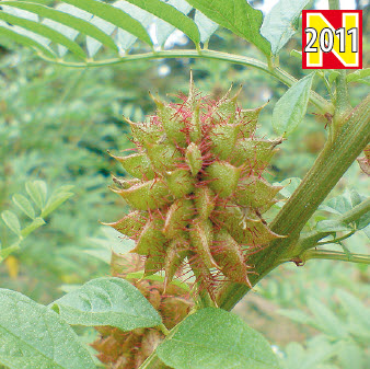 [06-002290] Zoethout CLYCYRRHIZA GLABRA - 1 st