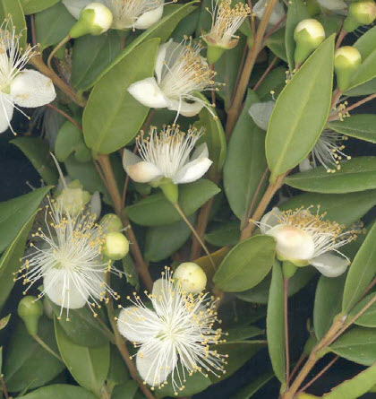 [06-001610] Mirthe MYRTUS COMMUNUS - 1 pc