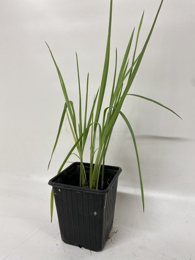 [06-001630] Poireau vivace ALLIUM AMPELOPRASUM - 1 pc