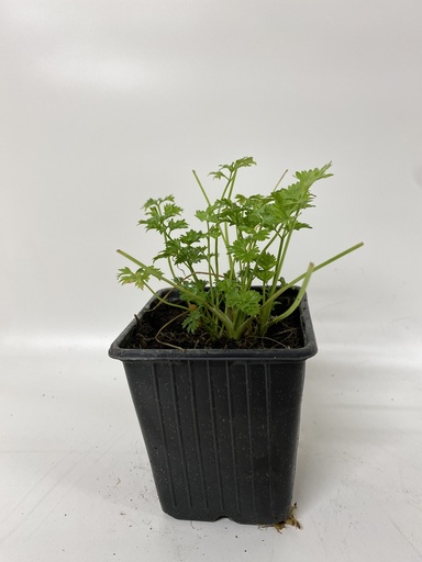 [06-001650] Parcel APIUM GRAVEOLENS SECALINUM - 1 pc